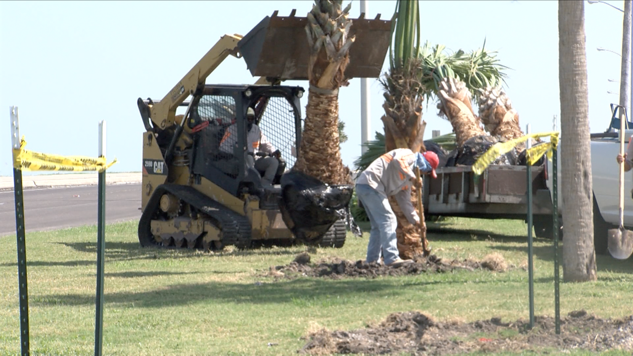 City replaces palm trees that died in February deep freeze
